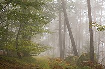 Biosphoto | 2492874 | Beech forest and pine forest of the Northern Vosges in the autumn fog, Vosges du Nord Regional Nature Park, France | &copy; Michel Rauch / Biosphoto