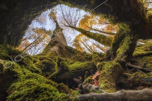 Biosphoto | 2613608 | Beech forest in autumn, Italy. | &copy; Alberto Ghizzi Panizza / Biosphoto