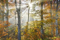 Biosphoto | 2485431 | Beech forest in autumn, Switzerland, Europe | &copy; Patrick Frischknecht / imageBROKER / Biosphoto