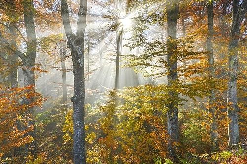 Biosphoto | 2485431 | Beech forest in autumn, Switzerland, Europe | &copy; Patrick Frischknecht / imageBROKER / Biosphoto