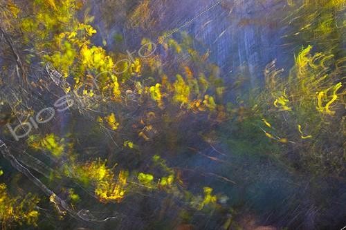Biosphoto | 1715292 | Beech in the PN Saja-Besaya Cantabria Spain | &copy; Juan-Carlos Muñoz / Biosphoto
