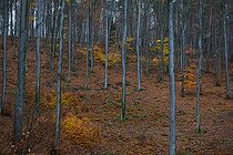 Biosphoto | 2459107 | Beech wood (Fagus silvatica) in autumn, Vosges du Nord Regional Nature Park, France | &copy; Michel Rauch / Biosphoto
