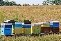 Biosphoto | 2575257 | Beehives with bees in the countryside, Sarthe, France | &copy; Michel Gile / Biosphoto