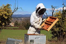 Biosphoto | 2423322 | Beekeeper inspecting hives during honey production | &copy; Eric Guilloret / Biosphoto