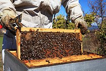 Biosphoto | 2423323 | Beekeeper inspecting hives during honey production | &copy; Eric Guilloret / Biosphoto