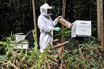 Biosphoto | 1532721 | Beekeeper removing honeycombs filled with honey from a beehive, beekeeping in the Amazon rainforest is part of the peasant farming at a settlement of former landless peasants, land reform, Entre Rios, Mato Grosso, Brazil, South America | &copy; Florian Kopp / imageBROKER / Biosphoto