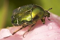 Biosphoto | 1481948 | Beetle Cetonia aurataon on a peaony Paeonia officinalis Austria | &copy; Christian Handl / imageBROKER / Biosphoto