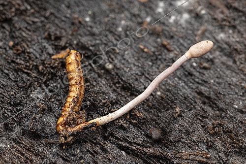 Biosphoto | 2621279 | Beetle larva infected by a cordyceps fungus, Saint-Pierre-la-Palud, Rhône, France. | &copy; Philippe Lebeaux / Biosphoto