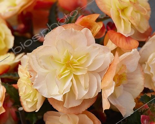 Biosphoto | 2573295 | Begonia I'Conia® Aroma Peach | &copy; ~Dummen Orange / Visions Pictures / Biosphoto