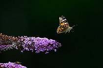 Biosphoto | 2585422 | Belle dame ou Vanesse des chardons (Vanessa carduii) en vol au dessus de Buddleia de David ou arbre aux papillons (Buddleia davidii) espèce d'arbuste invasive originaire d'Asie dans un jardin, Bouxières aux dames, Lorraine, France | &copy; Stéphane Vitzthum / Biosphoto