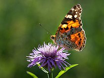 Biosphoto | 2445630 | Belle-Dame (Vanessa cardui) sur Centaurée (Centaurea sp), Parc naturel régional des Vosges du Nord, France | &copy; Michel Rauch / Biosphoto