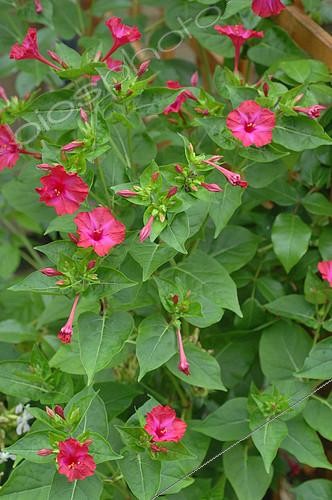 Biosphoto | 2073108 | Belle de nuit (Mirabilis jalapa) en fleurs au jardin | &copy; Catherine Fruhinsholz / Biosphoto