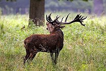 Biosphoto | 1449079 | Belling red stag during the rut - red deer in heat - male (Cervus elaphus) | &copy; Justus de Cuveland / imageBROKER / Biosphoto