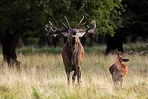 Biosphoto | 1449196 | Belling red stag during the rut with hind - red deer in heat - male and female (Cervus elaphus) | &copy; Justus de Cuveland / imageBROKER / Biosphoto