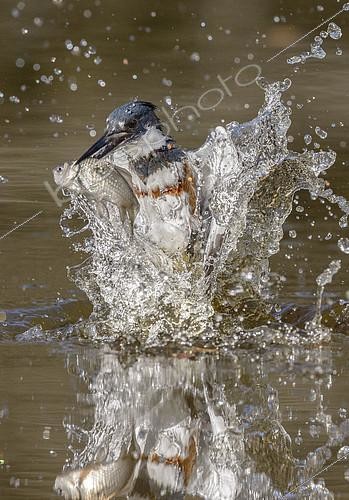 Biosphoto | 2305288 | Belted Kingfisher (Megaceryle alcyon) female hunting, with fish prey in beak, Texas, USA | &copy; Alan Murphy / BIA / Biosphoto