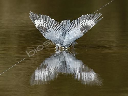 Biosphoto | 2305286 | Belted Kingfisher (Megaceryle alcyon) male hunting, Texas, USA | &copy; Alan Murphy / BIA / Biosphoto