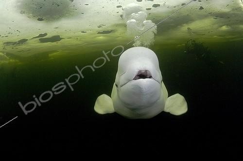 Biosphoto | 998889 | Beluga exahaling air under the ice White Sea Karelia Russia | &copy; Franco Banfi / Biosphoto