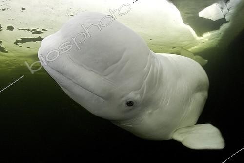 Biosphoto | 998888 | Beluga swimming under the ice White Sea Karelia Russia | &copy; Franco Banfi / Biosphoto