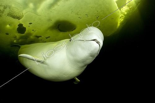 Biosphoto | 998893 | Beluga swimming under the ice White Sea Karelia Russia | &copy; Franco Banfi / Biosphoto