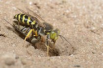 Biosphoto | 2089500 | Bembex à rostre (Bembix rostrata) femelle entrant dans sa galerie avec sa proie : un syrphe, Parc naturel régional des Vosges du Nord, France | &copy; Michel Rauch / Biosphoto