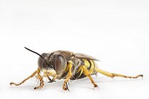 Biosphoto | 1251087 | Bembex femelle sur fond blanc | &copy; Michel Gunther / Biosphoto