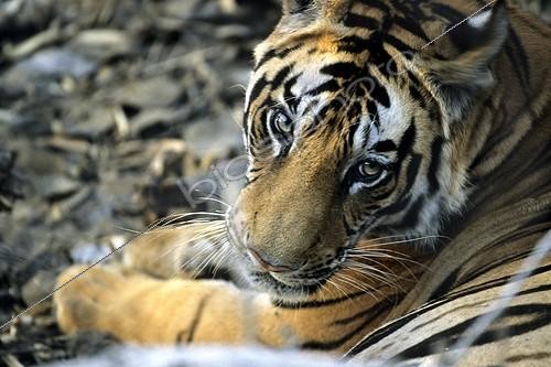 Biosphoto | 80971 | Benal tiger Madhya Pradesh Bandhavgarh NP India | &copy; Gilles Martin / Biosphoto
