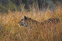 Biosphoto | 2398953 | Bengal or Indian tiger (Panthera tigris tigris), male in tall grass, Kanha National Park, Madhya Pradesh, India, Asia | &copy; Aditya Singh / imageBROKER / Biosphoto