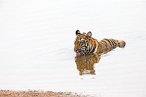 Biosphoto | 2044067 | Bengal Tiger in water - Tadoba Andhari India  | &copy; Sylvain Cordier / Biosphoto