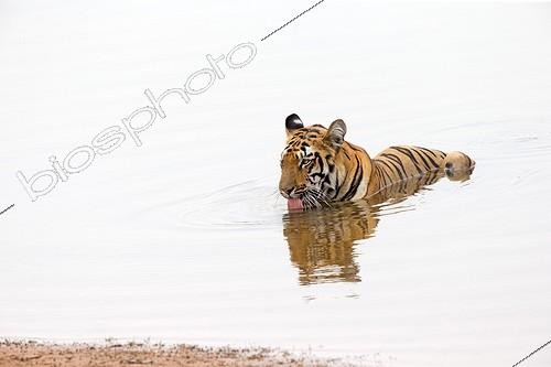 Biosphoto | 2044067 | Bengal Tiger in water - Tadoba Andhari India  | &copy; Sylvain Cordier / Biosphoto