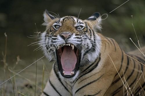 Biosphoto | 60242 | Bengal tiger open jaws Ranthambore NP India  | &copy; Yves Lefèvre / Biosphoto