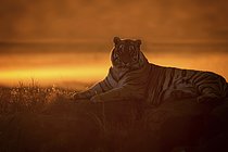 Biosphoto | 2609158 | Bengal Tiger (Panthera tigris) adult silhouette in sunset, captive, Philippolis, South Africa | &copy; Marion Vollborn / imageBROKER / Biosphoto