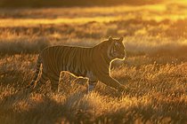Biosphoto | 2609133 | Bengal Tiger (Panthera tigris) adult walking in grassland in colorful morning light, Philippolis, South Africa | &copy; Marion Vollborn / imageBROKER / Biosphoto