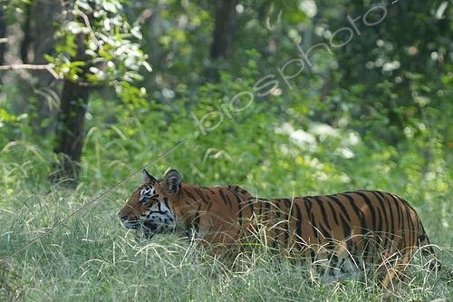 Biosphoto | 2617771 | Bengal tiger (Panthera tigris) tiger walking throught tall herbs, Pench reserve, India | &copy; Stéphan Bonneau / Biosphoto