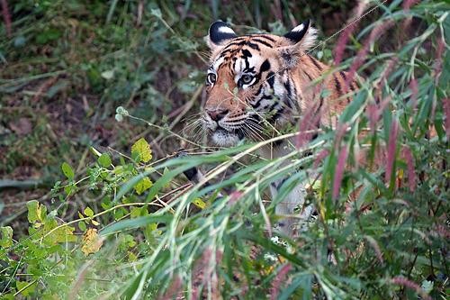 Biosphoto | 2617774 | Bengal tiger (Panthera tigris), tigress portrait, Pench reserve, India | &copy; Stéphan Bonneau / Biosphoto