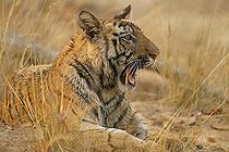 Biosphoto | 2398965 | Bengal tiger (Panthera tigris tigris), young yawning, animal portrait, Bandhavgarh National Park, Madhya Pradesh, India, Asia | &copy; Marko König / imageBROKER / Biosphoto