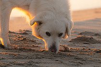 Biosphoto | 2593251 | Berger de Maremme, chien errant sur la plage de l'Arinella aux alentours de Bastia. Le Berger de Maremme et Abruzzes est un grand chien Blanc d'origine italienne destiné a la garde des troupeaux de moutons, poids 32 à 47 kg, taille 60 à 73 cm, caractère fier et dévoué a son maitre. Bastia, Corse, France | &copy; Hyacinthe Sambroni / Biosphoto
