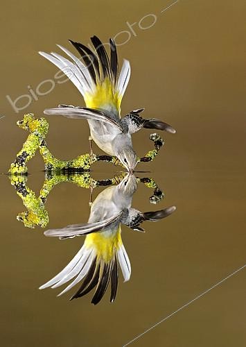 Biosphoto | 2156905 | Bergeronnette des ruisseaux (Motacilla cinerea) buvant et reflet, Salamanca, Castilla y León, Espagne | &copy; Mario Cea Sanchez / Biosphoto