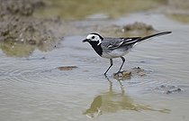 Biosphoto | 2484898 | Bergeronnette grise (Motacilla alba) en chasse dans l'eau, Parc naturel régional des Vosges du Nord, France | &copy; Michel Rauch / Biosphoto