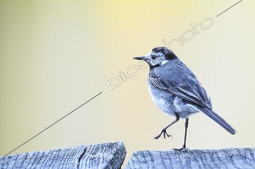 Biosphoto | 2601105 | Bergeronnette grise (Motacilla alba) sur le ponton d'un étang au crépuscule, Auvergne, France | &copy; Monique Morin / Biosphoto
