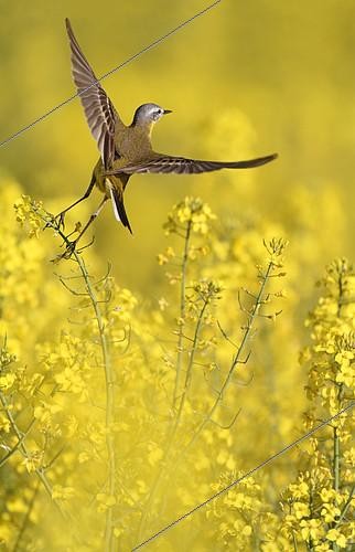 Biosphoto | 2078605 | Bergeronnette printanière (Motacilla flava) s'envolant d'un champ de Colza en fleurs, Belgique | &copy; Philippe Moës / Biosphoto