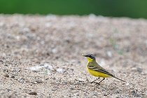 Biosphoto | 2602158 | Bergeronnette printanière (Motacilla flava) adulte en plumage nuptial sur une berge de sable de la Loire vers Cosne, Nièvre, France | &copy; Pierre Vernay / Biosphoto
