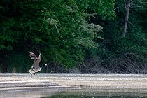 Biosphoto | 2602156 | Bernache du Canada (Branta canadensis) prenant son envol sur une plage de la Loire vers Cosne, Nièvre, France | &copy; Pierre Vernay / Biosphoto