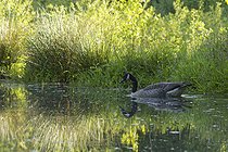 Biosphoto | 2601696 | Bernache du Canada (Branta canadensis) sur l'eau d'un barrage de castors, Ardennes, Belgique | &copy; Christian Cabron / Biosphoto