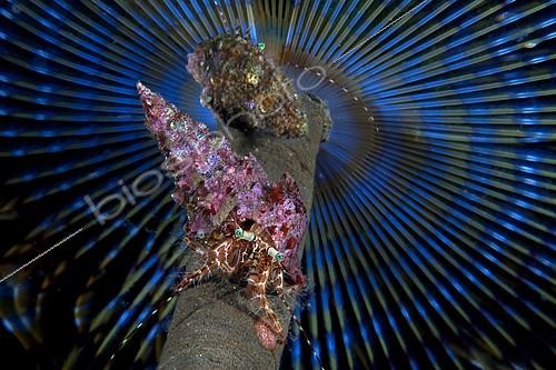 Biosphoto | 2118791 | Bernard l’ermite sous un Spirographe de Spallanzani (Spirographis spallanzanii), Mer Tyrrhénienne | &copy; Pasquale Vassallo / Biosphoto