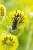 Biosphoto | 2600627 | Bibion horticole (Bibio hortulanus) femelle sur une fleur d'Euphorbe (Euphorbia sp.), Vaucluse, France | &copy; Marie Aymerez / Biosphoto