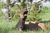Biosphoto | 1248995 | Biche de Wapiti en train de bailler PN de Yellowstone USA | &copy; Jean-François Noblet / Biosphoto