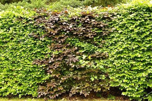 Biosphoto | 475866 | Bicolor Hedge of Beech in a garden | &copy; Claude Thouvenin / Biosphoto