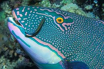 Biosphoto | 981030 | Bicolor Parrotfish and Cleaner Wrasse, Ras Mohammed, Sinai, Red Sea, Egypt | &copy; Borut Furlan / WaterFrame / Biosphoto