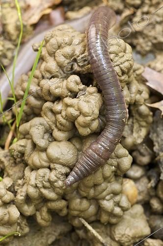 Biosphoto | 739354 | Big earthworm on earth Pays Basque France | &copy; Olivier Digoit / Biosphoto