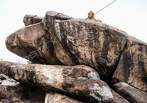 Biosphoto | 2512007 | Big male lion (Panthera leo) on a big rock. Serengeti National Park. Tanzania. | &copy; Andrey Gudkov / Biosphoto